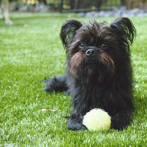 A Little Dog Relaxes With His Ball On SYNLawn Pet Turf in Missouri