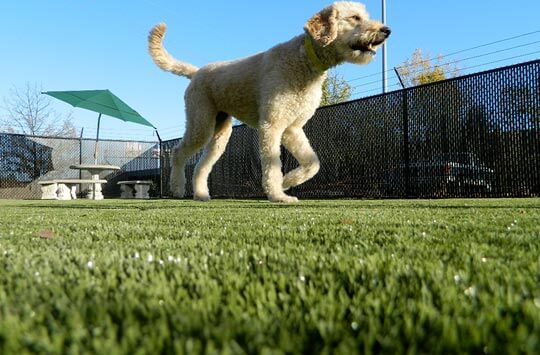 Goldendoodle running on yard turf for dogs in Missouri