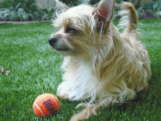 Pet Turf Applications