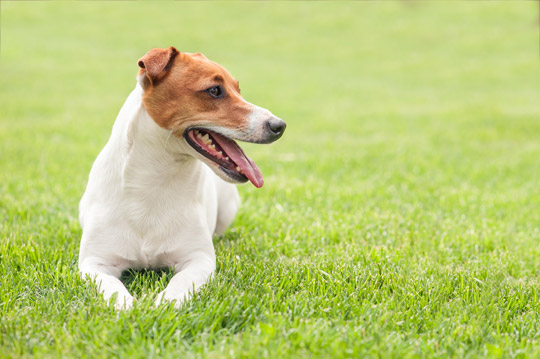Jack Russell smiling on artificial landscape grass in St. Louis