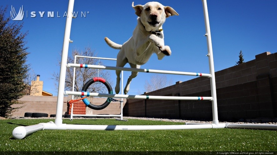 dog jumping on pet turf