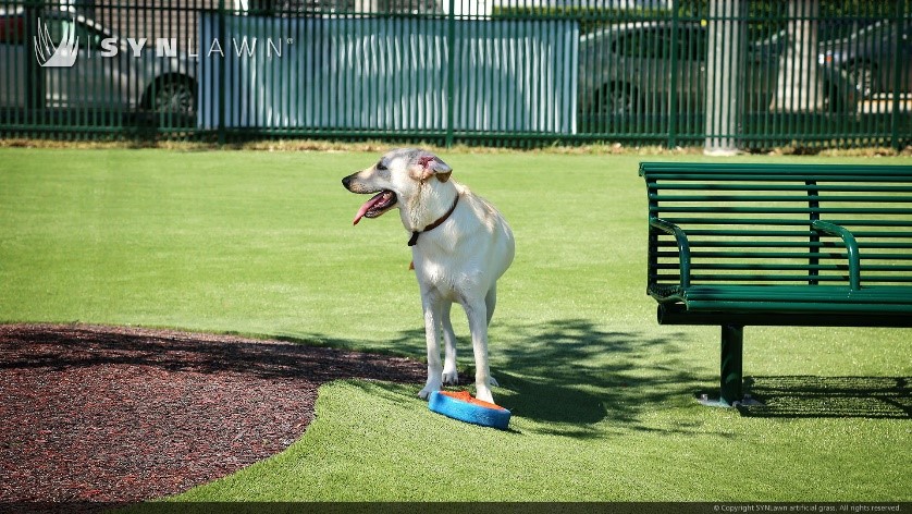 dog playing on fake grass for dogs