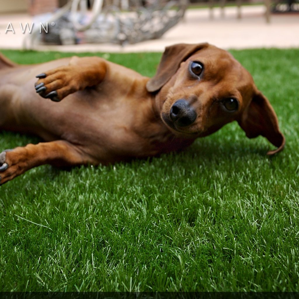 dog rolling on backyard artificial pet turf in St. Louis, MO
