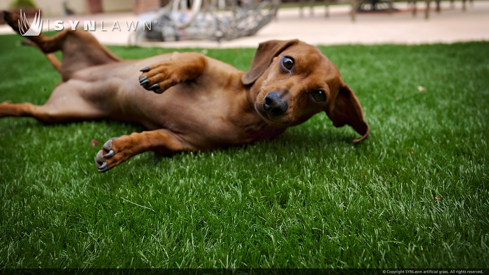 dog rolling on backyard artificial pet turf