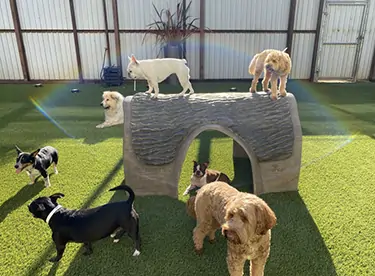 dogs-playing-artificial-grass-synlawn