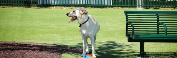 Dog playing on artificial grass from SYNLawn