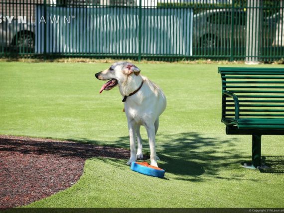 Dog playing on artificial grass from SYNLawn