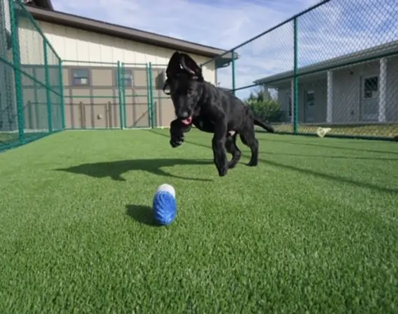 SYNLawn commercial dog park installation
