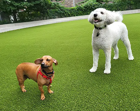Artificial grass dog park installation from SYNLawn