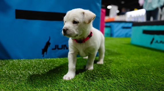 synlawn-pet-turf-1 puppy playing on artificial grass from SYNLawn