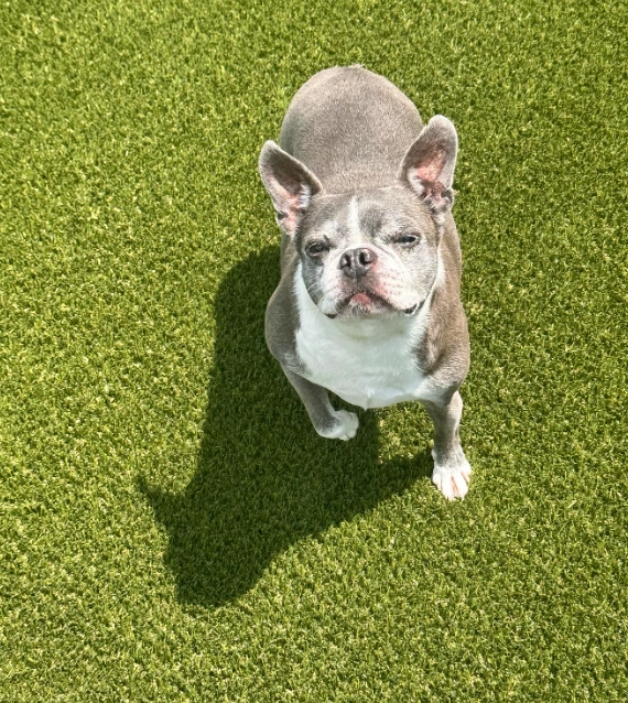 synlawn-pet-turf-2 Dog playing on artificial grass from SYNLawn