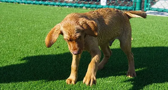 synlawn-stl-artificial-grass-dog-park-img-2 Dog playing in artificial grass dog daycare from SYNLawn