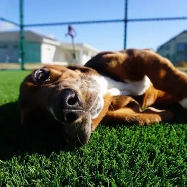 synlawn-stl-artificial-grass-dog-park-img-3 Dog playing in artificial grass dog daycare from SYNLawn