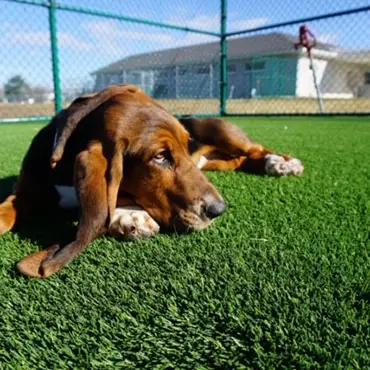 synlawn-stl-artificial-grass-dog-park-img-4 Dog playing in artificial grass dog daycare from SYNLawn