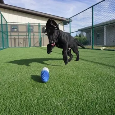 synlawn-stl-artificial-grass-dog-park-img-5 Dog playing in artificial grass dog daycare from SYNLawn