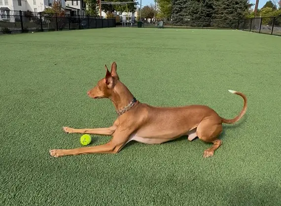 synlawn-stl-artificial-grass-dog-park-img-6